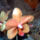 Phalaenopsis_orchidea-004_493735_31872_t