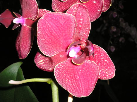 Phalaenopsis orchidea