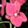 Phalaenopsis_orchidea-004_493829_85400_t