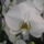 Phalaenopsis_orchidea-004_493983_33737_t