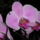 Phalaenopsis_orchidea-005_493828_56842_t