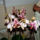 Phalaenopsis_orchidea-006_493728_70990_t