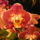 Phalaenopsis_orchidea-006_493823_80943_t