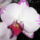 Phalaenopsis_orchidea-007_493820_53393_t