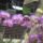 Phalaenopsis_orchidea-007_493928_53361_t