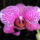 Phalaenopsis_orchidea-008_493819_66210_t