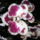 Phalaenopsis_orchidea-009_493818_44420_t