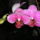 Phalaenopsis_orchidea-010_493817_72329_t