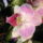 Phalaenopsis_orchidea-010_493910_64553_t