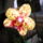 Phalaenopsis_orchidea-011_493814_48450_t