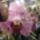 Phalaenopsis_orchidea-011_493909_75264_t
