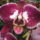 Phalaenopsis_orchidea-012_493908_87122_t