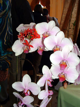 Phalaenopsis orchidea