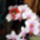 Phalaenopsis_orchidea-013_493697_72466_t
