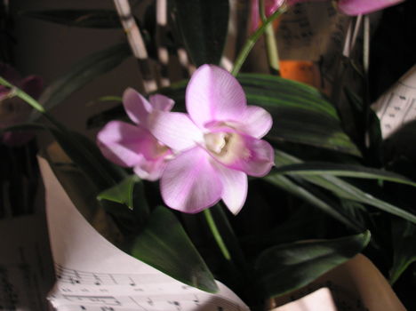 Phalaenopsis orchidea