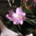 Phalaenopsis_orchidea-013_493801_45795_t