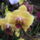 Phalaenopsis_orchidea-013_493904_69171_t