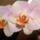 Phalaenopsis_orchidea-014_493688_77497_t