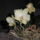 Phalaenopsis_orchidea-014_493792_95624_t
