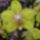 Phalaenopsis_orchidea-014_493902_73377_t