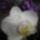 Phalaenopsis_orchidea-015_493897_90020_t