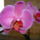 Phalaenopsis_orchidea-016_493681_45708_t