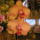 Phalaenopsis_orchidea-016_493782_39198_t