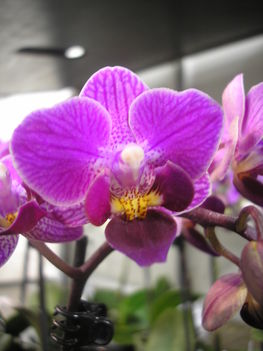 Phalaenopsis orchidea