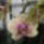 Phalaenopsis_orchidea-018_493889_56438_t