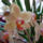 Phalaenopsis_orchidea-019_493671_77481_t