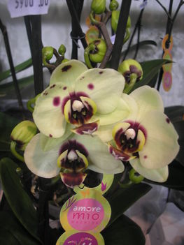 Phalaenopsis orchidea