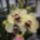 Phalaenopsis_orchidea-019_493888_53170_t