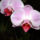 Phalaenopsis_orchidea-020_493653_38725_t
