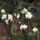 Phalaenopsis_orchidea-020_493883_55653_t