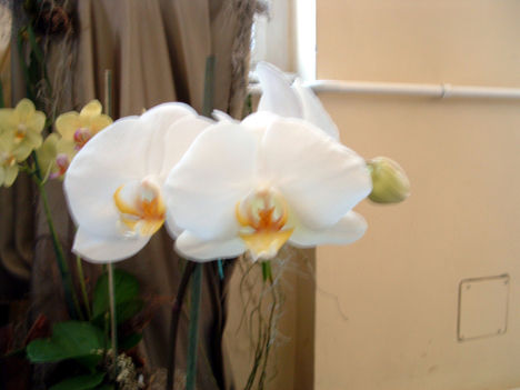 Phalaenopsis orchidea