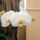 Phalaenopsis_orchidea-022_493649_42275_t