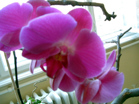 Phalaenopsis orchidea