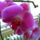Phalaenopsis_orchidea-023_493648_28449_t