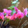 Phalaenopsis_orchidea-024_493642_99088_t