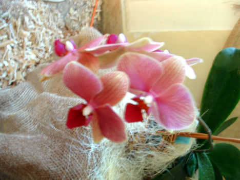 Phalaenopsis orchidea