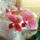 Phalaenopsis_orchidea-025_493640_41425_t