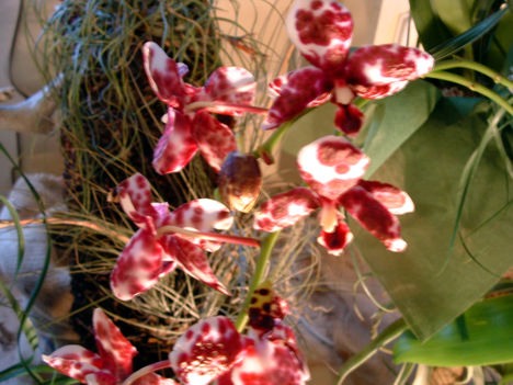 Phalaenopsis orchidea