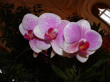 Phalaenopsis orchidea