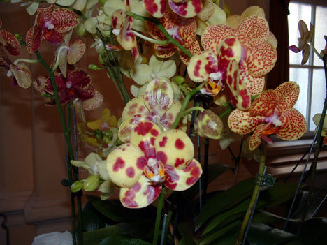 Phalaenopsis orchidea