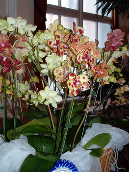 Phalaenopsis orchidea