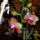 Phalaenopsis_orchidea_493750_98477_t