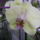Phalaenopsis_orchidea_493997_37282_t