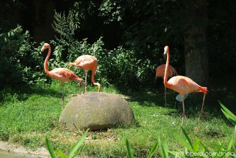 Bécsi állatkert 4