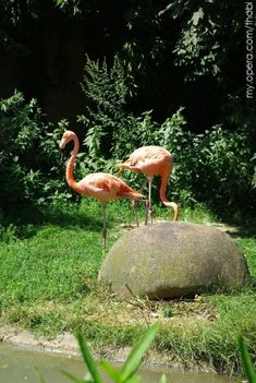 Bécsi állatkert 5