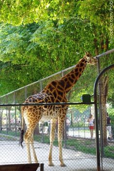 Bécsi állatkert 9